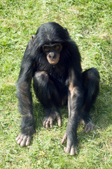 chimpanzee