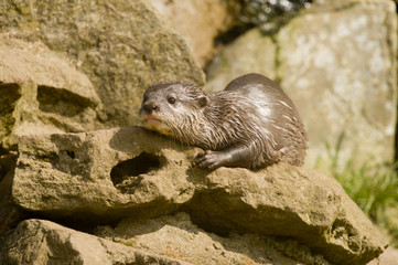 eurasian river otter