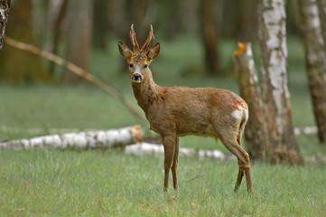 chevreuil brocard