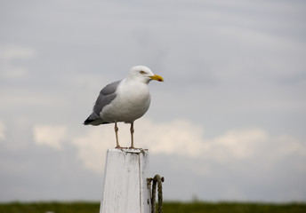 seagull