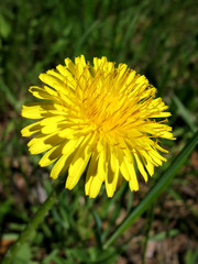 dandelion.