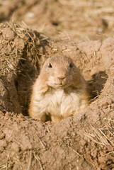 prairie dog