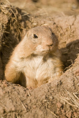 prairie dog