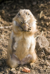 prairie dog
