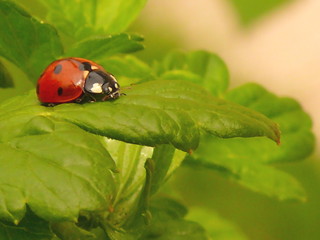 marienkäfer