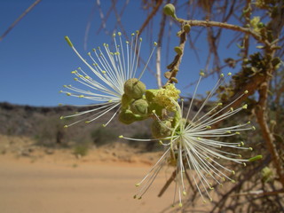 fleurs du maerua crassifolia