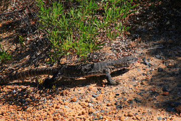australien_07_0717