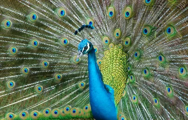 Cercles muraux Paon peacock