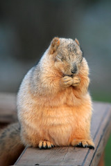 praying squirrel