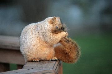 cute squirrel