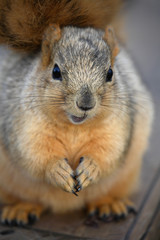 Naklejka na ściany i meble cute chubby squirrel