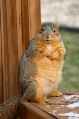 chubby squirrel