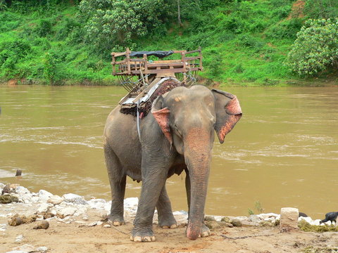 animale: elefante