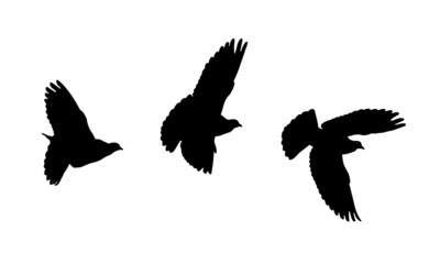 bird silhouettes