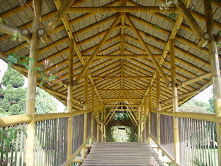 Fototapeta na wymiar Most bambusa