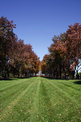 trees in a park