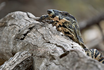 peering over the log