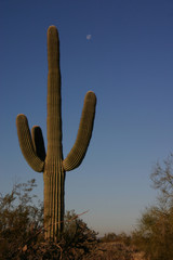 saguaro
