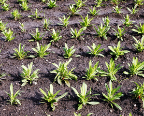 small green plants