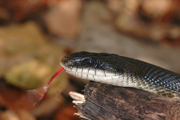 black rat snake