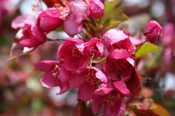 wild crab apple blossom