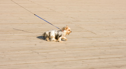 adorable yorkshire small pet dog on leash on wood