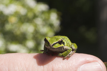 tree frog on finger