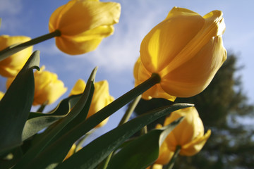 yellow tulips
