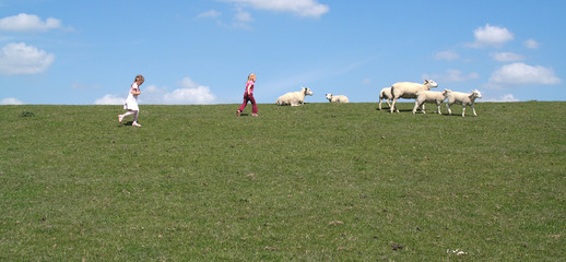 kleine schafhirten
