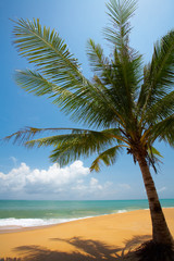 Fototapeta na wymiar palmy na plaży