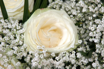 white rose