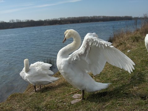 bord du lac
