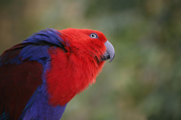 edelpapagei