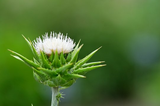 fleur