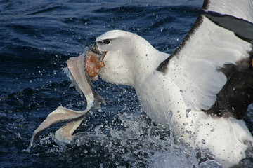small albatros in action