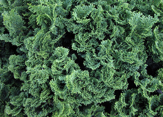 vegetação aquática