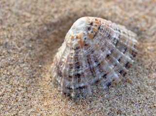 sea shell