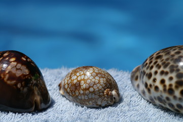 porcelaine tâchetée