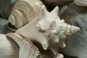 seashells