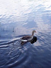 duck in pond