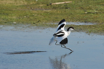 avocette éléguante atterissage