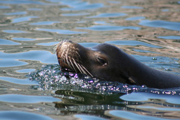 Fototapeta premium seelöwe