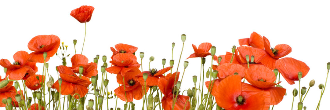 coquelicots