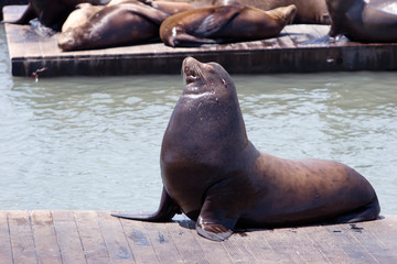Naklejka premium sea lion at the pier
