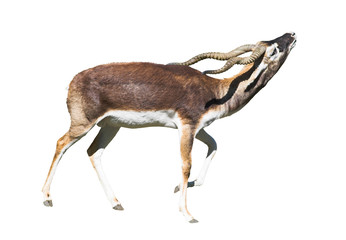 indian black buck antelope isolated over white bac