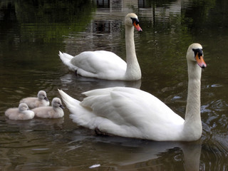 family of swans