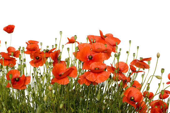 coquelicots