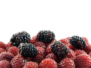raspberries and blackberries