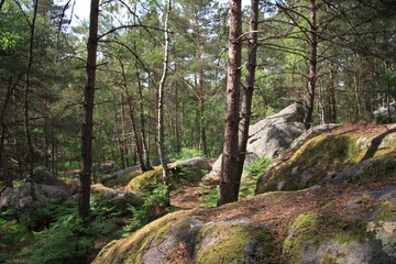 forêt