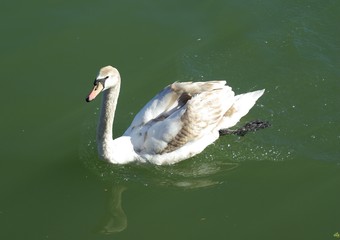 cygne sur l'eau